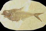 Fossil Fish (Diplomystus) - Green River Formation #137970-1